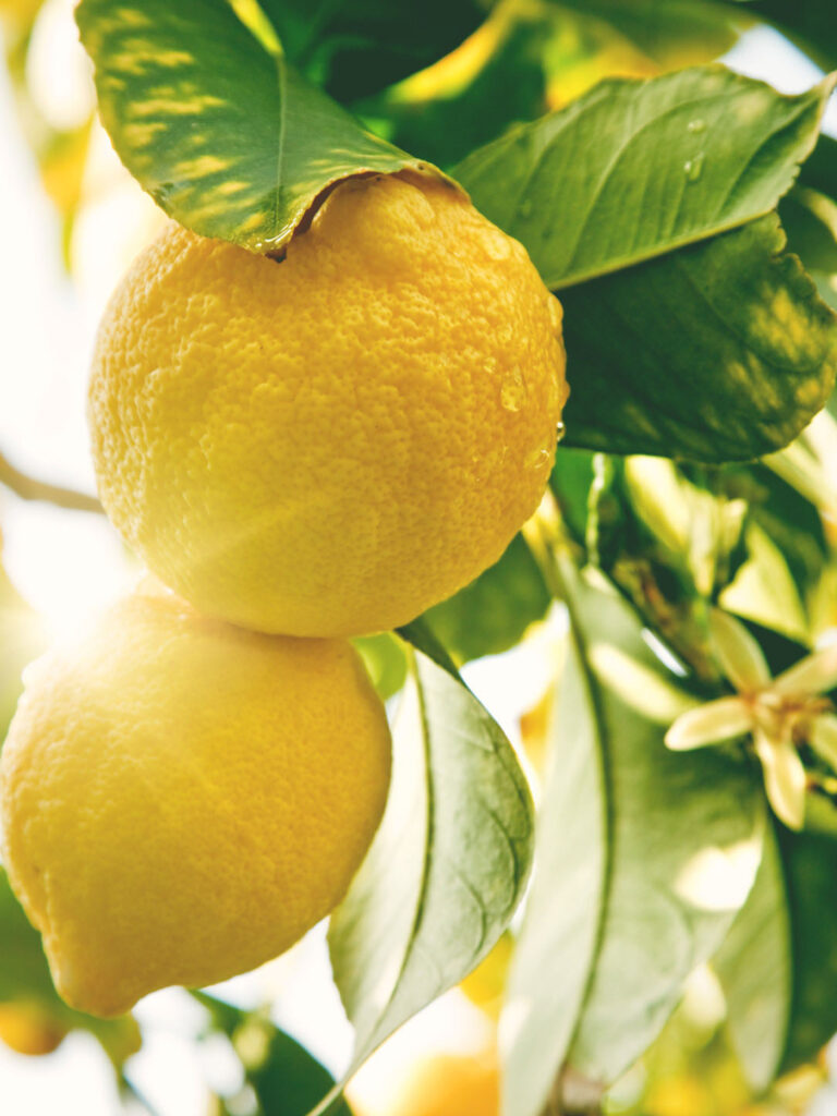 succo di limone naturale