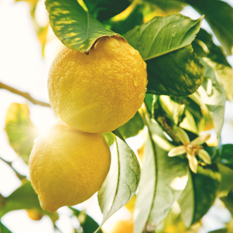 succo di limone naturale